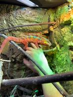 Kameleon, Dieren en Toebehoren, Reptielen en Amfibieën
