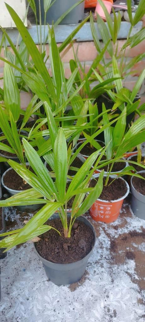Trachycarpus fortunei palmen, Tuin en Terras, Planten | Tuinplanten, Ophalen