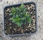 Mirte - Myrtus Communis, Ophalen, In pot, Overige soorten