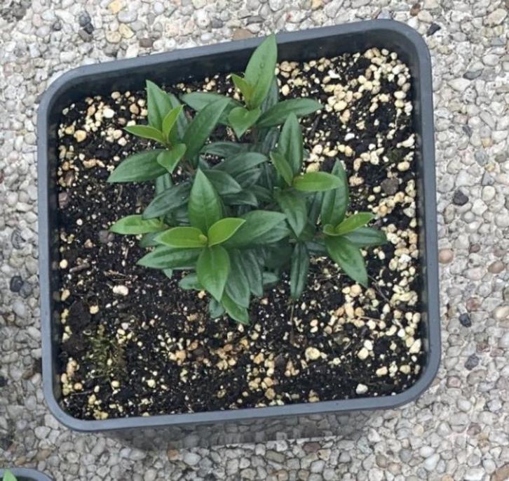 Mirte - Myrtus Communis, Tuin en Terras, Planten | Fruitbomen, Overige soorten, In pot, Ophalen