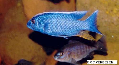 Sciaenochromis  Fryeri (Ahli), Dieren en Toebehoren, Vissen | Aquariumvissen, Zoetwatervis, Vis