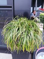 Siergrassen 12 kleine 2 grote, Tuin en Terras, Planten | Tuinplanten, Ophalen, Siergrassen