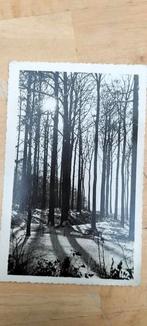 Oude foto postkaart bos, Verzamelen, Ophalen of Verzenden