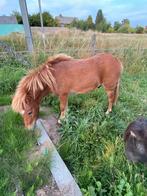 Leuke shetlander, Dieren en Toebehoren, B, 0 tot 2 jaar, Hengst, Gechipt