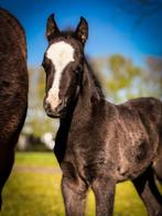 Welsh B pony veulen, Merrie, B