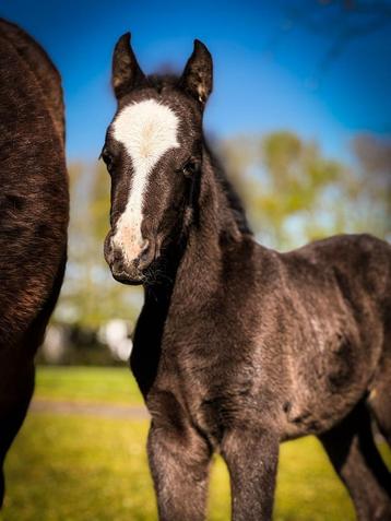 Welsh B pony veulen  beschikbaar voor biedingen