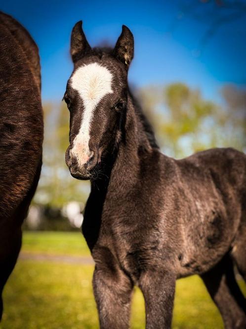 Welsh B pony veulen, Dieren en Toebehoren, Pony's, Merrie, B