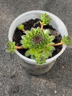 bloem, Tuin en Terras, Planten | Tuinplanten, Ophalen