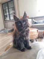 Prachtige Maine Coon  kittens, Dieren en Toebehoren