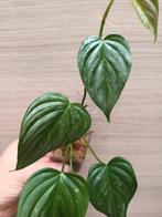 Philodendron majestic, Huis en Inrichting, Kamerplanten, Ophalen of Verzenden