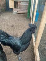 Ayam cemani haan, Dieren en Toebehoren, Pluimvee, Mannelijk, Kip