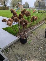 Hortensia limelight, Tuin en Terras, Ophalen