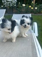 Mini rasechte pomeriaantjes, België, Particulier, Keeshond, CDV (hondenziekte)