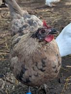Hennen groenleggers kleurleggers kippen, Dieren en Toebehoren, Vrouwelijk, Kip