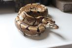 PYTHON REGIUS SPIDER 1.0 NK19, 3 à 6 ans