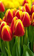 Tulpen (bloembollen), Tuin en Terras, Ophalen, Najaar, Halfschaduw, Bloembol