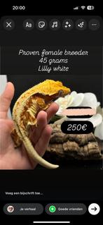 Sale! Bewezen kweekvrouw wimpergekko met terrarium, Dieren en Toebehoren, Met terrarium