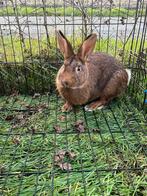 Steenkonijn/vlaamse haas, Dieren en Toebehoren