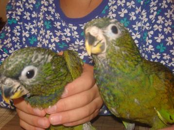 Jonge tamme Pionus Maximiliani-papegaaien. beschikbaar voor biedingen