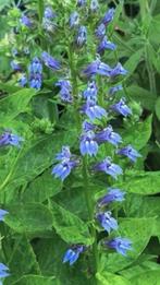 Grote pot Lobelia siphilitica, Volle zon, Vaste plant, Zomer, Ophalen