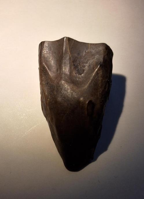 Dinosaurus tand - Triceratops horridus - 2,7 cm, Verzamelen, Mineralen en Fossielen, Fossiel, Ophalen of Verzenden