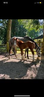 Fokmerrie te koop, Merrie