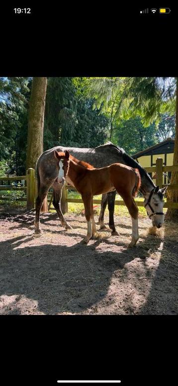 Fokmerrie te koop beschikbaar voor biedingen