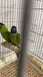 Couple reproducteur de perruches de Nanday, Animaux & Accessoires, Oiseaux | Perruches & Perroquets, Perruche, Bagué