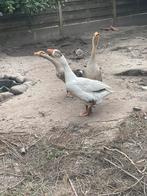 Ganzen, Dieren en Toebehoren, Pluimvee