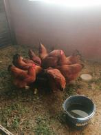 New Hampshire kippen te koop, Dieren en Toebehoren, Pluimvee
