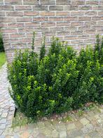 Euonymus japonicus 'Green Spire', Hagen en sierheesters, Tuin en Terras, Ophalen