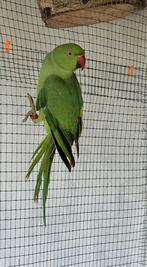 Groene halsbandparkiet split blauw, Dieren en Toebehoren, Geringd