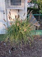 Lampepoetsergras, Ophalen, Herfst, Vaste plant, Siergrassen