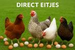 Vandaag kippen kopen , morgen eitjes !!! 0499/082381, Vrouwelijk, Kip