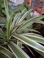 Graslelie 2 soorten, Tuin en Terras, Planten | Tuinplanten, Ophalen