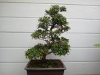 Azalea satsuki bonsai, Tuin en Terras, Planten | Bomen, Overige soorten, Lente, Minder dan 100 cm, Ophalen