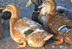 Eenden Rouaan, Dieren en Toebehoren