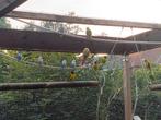 Inséparables et Canaries 30 euros pièce