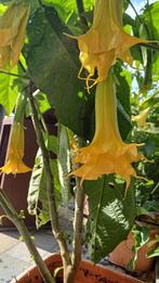 Brugmansia Geel, Oranje en Roze, Volle zon, Eenjarig, Zomer, Ophalen