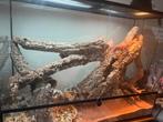 Terrarium 120x45x90 avec pogona 2f, Enlèvement, Comme neuf, Terrarium ou Paludarium