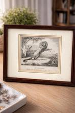 Antieke natuurhistorische gravure – “Le Marikina” (19e eeuw), Ophalen