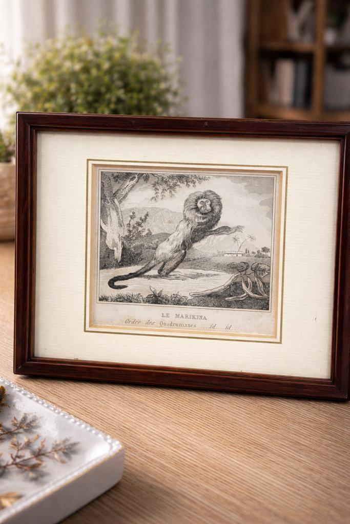 Antieke natuurhistorische gravure – “Le Marikina” (19e eeuw), Antiek en Kunst, Kunst | Tekeningen en Fotografie, Ophalen