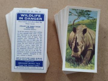 Wildlife in Danger complete set 50 chromos Brooke Bond 1963 disponible aux enchères