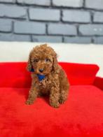 Toy poedel, Dieren en Toebehoren, Dierenvoeding, Ophalen of Verzenden