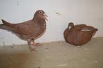 kleurpostduiven, Animaux & Accessoires, Oiseaux | Pigeons, Plusieurs animaux, Pigeon voyageur