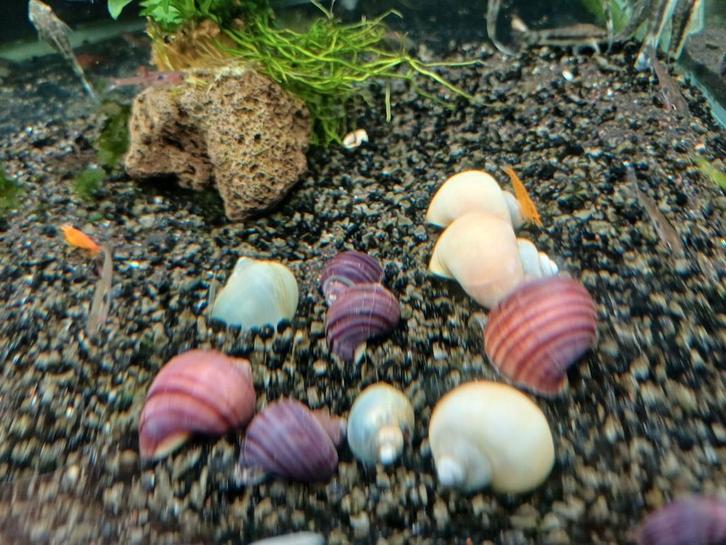 Hobbyaquarium appelslakken paars/blauw/wit/geel woe 31 dec, Dieren en Toebehoren, Vissen | Aquariumvissen