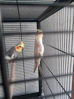 Valkparkieten koppel te koop., Meerdere dieren, Parkiet