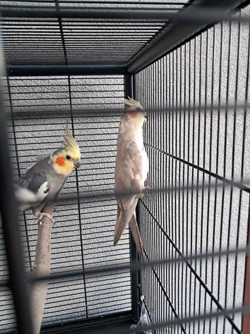 Couple de calopsittes à vendre., Plusieurs animaux, Perruche