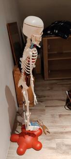 Squelette anatomique, Divers, Fournitures scolaires, Enlèvement, Comme neuf