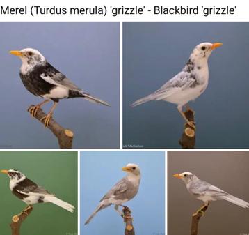 GEZOCHT: Merel man grizzle, Dieren en Toebehoren, Vogels | Overige Vogels